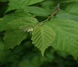 American Hazelnut leaves
