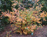 American Hazelnut full shrub