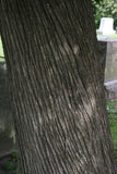 Northern White Cedar bark