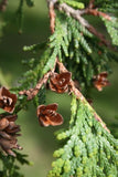 Northern White Cedar cones and needles