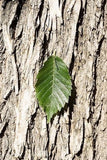 St Croix American Elm single leaf and bark
