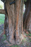 Dawn Redwood bark