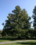Dawn Redwood full tree