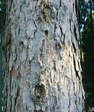 Norway Spruce bark