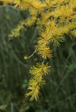 Tamarack golden needles fall