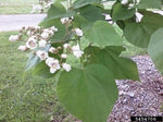 Northern Catalpa