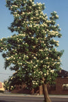 Northern Catalpa