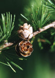 Tamarack cones