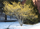 Witch Hazel full shrub