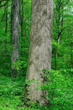 American Basswood bark
