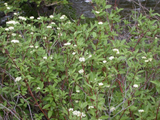 Red Twig Dogwood full shrub