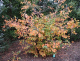 Hazelnut full shrub