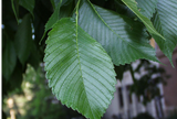 St Croix American Elm leaves