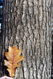 Northern Red Oak leaf and bark