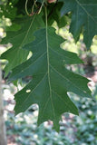 Northern Red Oak leaf