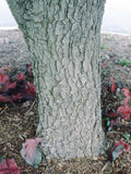 Ruby Red Buckeye bark