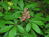 Ruby Red Buckeye leaves and flower
