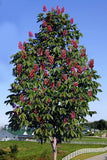 Ruby Red Buckeye full tree