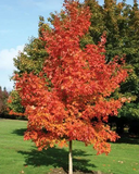 Fall Fiesta Sugar Maple fall full tree