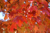 Fall Fiesta Sugar Maple fall leaves