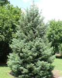 White Fir Full Tree