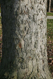 Yellow Buckeye bark