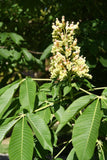 Yellow Buckeye leaves and flower