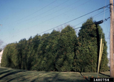 American Arborvitae (Northern White Cedar), ‘Dark Green’