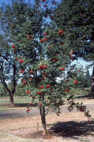 European Mountain-Ash, 'Cardinal Royal'