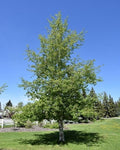 Quaking Aspen