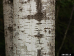 Quaking Aspen