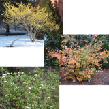 Collage of Witch Hazel, American Hazelnut, and Red Twig Dogwood