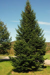 Balsam Fir