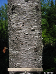 Balsam Fir
