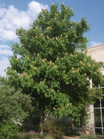 Yellow Buckeye