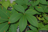 Yellow Buckeye