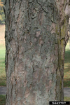Yellow Buckeye