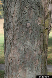 Yellow Buckeye