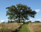 Bur Oak full tree