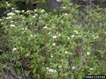 Red Twigged Dogwood Trio