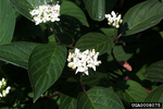 Red Twigged Dogwood Trio