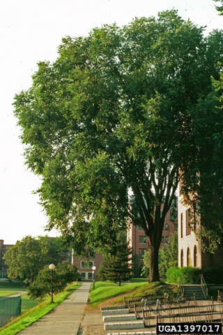 Elm, Jefferson