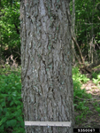 Elm, Jefferson