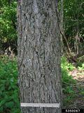 Elm, Jefferson