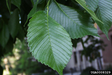 Elm, Jefferson