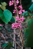 Eastern Redbud