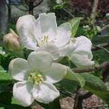Honeycrisp apple flower