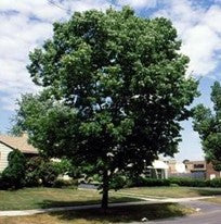 Hackberry