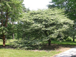 Thornless Cockspur Hawthorn