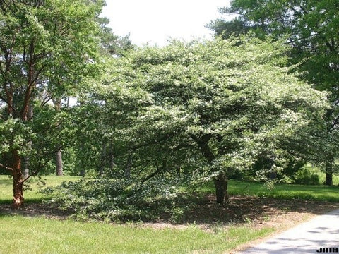 Thornless Cockspur Hawthorn